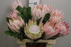 Protea Cynaroides 60cm