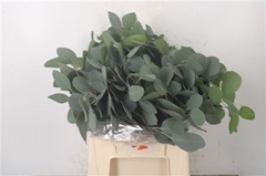 Euc Polyanthemo P Bs 50cm 150gram