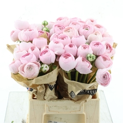 Ran Su Hanoi 40cm 60gram