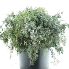 Juni Ch Blaauw Bs 55cm 400gram