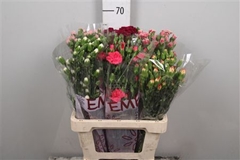 Di Tr Gem In Fust 65cm 23