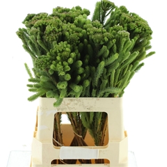 Brun Albiflora 60cm