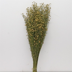 Droogbl Onbew 6% Bunch 50cm 200gram