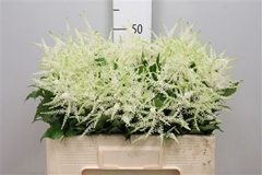 Astil Washington 55cm