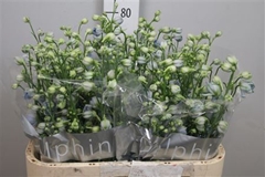 Delph El Centur Skyb 80cm 34