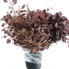 Euc Po Fru Klb Bs H% 70cm 300gram