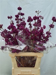 Callicarpa Bod Profu 90cm