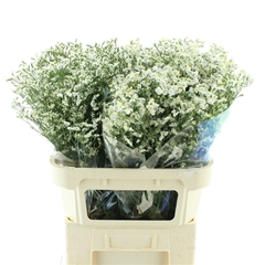Lim Sin Cool Diamond 70cm 60gram