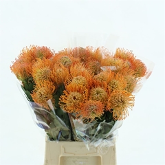 Leuco Co Cordifolium 50cm