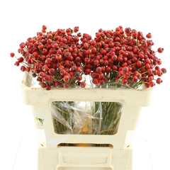 Rosa Amazing Fantasy 50cm