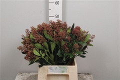 Skim J Rubella Bunch 45cm