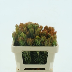 Retzia Capensis 50cm