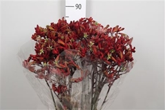 Anigoz Early Spring 80cm