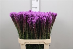 Liatris S Callilepis 80cm
