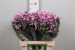 Phlox P Pink Eyes 60cm 23