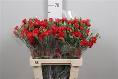 Di Tr Red Diamonds 65cm 23
