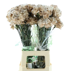 Di St Ov Klb 21% 70cm 23