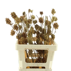 Glycyrrh Yunnanen Zd 70cm