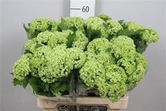 Viburnum Roseum St 60cm