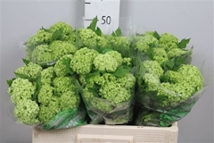 Viburnum Roseum St 50cm