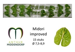 Anth A Midori Imp 30cm 7cm Ø 5