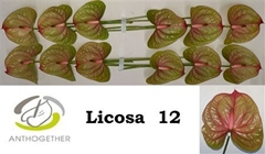 Anth A Licosa 13cm Ø