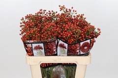 Rozenbottel Autumn Rosefruits 55cm
