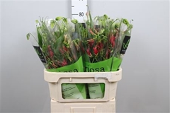 Gloriosa Fifty Shade 80cm