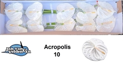Anth A Acropolis