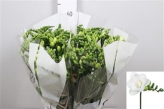 Fr Du Essence 52cm 24gram 13