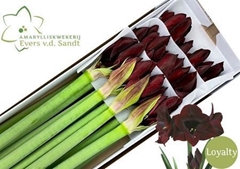 Hipp St Loyalty 70cm 4+