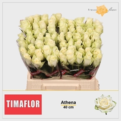R Gr Athena