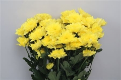 Chr T Pastela Sunny 70cm 90gram