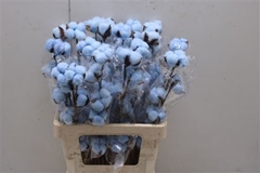 Katoen Licht Blauw