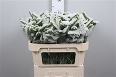 Lim S Harmony Wings 70cm 30gram