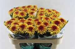 Chr G Pip Sunny 70cm 75gram
