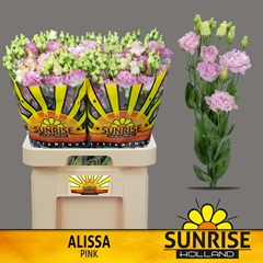 Eust G Alissa Pink 70cm