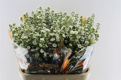 Ast Paquita 80cm 40gram