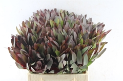Leucad Safari Sunset 40cm