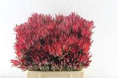 Leucad Sal Blush 40cm