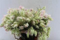 Serruria Florida 50cm