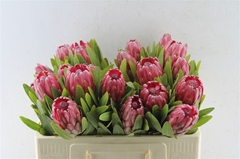 Protea Lancelot 50cm