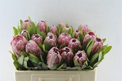 Protea Pink Ice 50cm