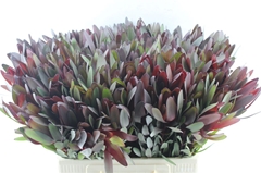 Leucad Safari Sunset 60cm