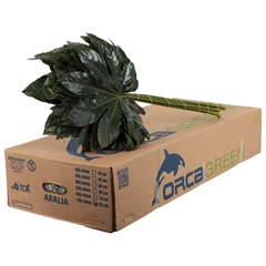 Fatsia Japonica Bs 80cm