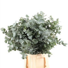 Euca Cinerea P Bunch 50cm