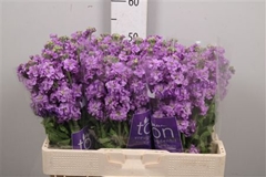 Matth Impala Lavende 58cm 23