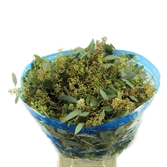 Euc Popul M Bes P Bs 60cm 300gram