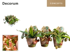 Vleesetende Planten 20cm