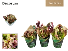 Vleesetende Planten 20cm